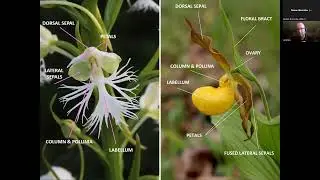 Zoom into Nature: Ohio's Wild Orchids