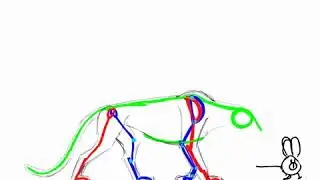 Sheridan Animation Year 1 - Animal Walk Cycle Rough