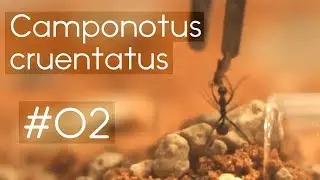 Camponotus cruentatus - 02 - Literally Feeding my Ants!