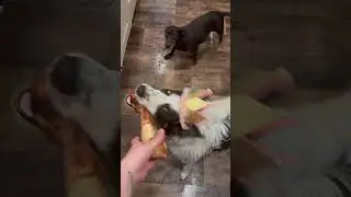 Celebrating Shelter Dog Birthday's!