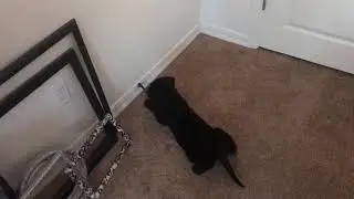 Puppy vs door stop