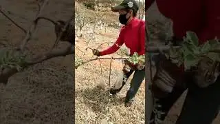 Small Branches Can Be Bent With This DIY Tool #short #satisfying