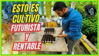 🌱Germinamos ají y mostramos el poder de la aeroponía al mundo -Un día en el aeropónico HidroCultiCol