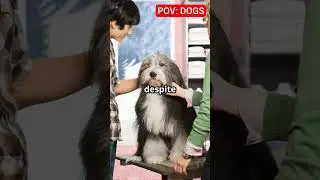 BERGAMASCOi: A DOog breed traces its roots from a lont time ago. #bergamasco #iran  #unitedstates