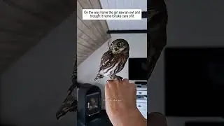 On the way home the girl saw an owl and then #owl #rescue #animals #wildlife #love