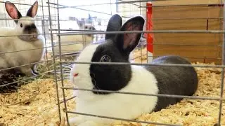 Fancy Dutch Rabbit!