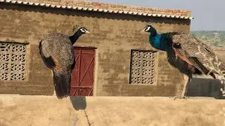 Two peacock brothers are sitting together and chatting with each other