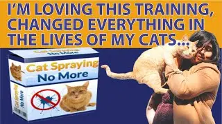 Cat Spraying No More Review - Really Works? - Cat Spraying No More Reviews