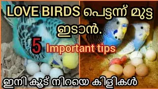 Love birds 5 fast breeding tips malayalam | budgies breeding tips |Global vlogs|life_of_jo