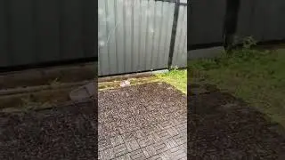 Crazy weather..Hail in Melbourne Sep 13'24 #shorts #bomweather #thehail #thundersnow #melbourne