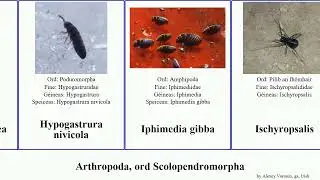 Arthropoda, ord Scolopendromorpha austrodecus son formosa indica asturias tambien cyrano bicolor
