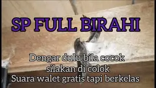 Suara walet full birahi