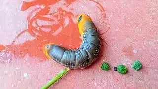 Oleander hawk-moth caterpillar