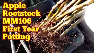 Apple Rootstock MM106:  First Year Potting