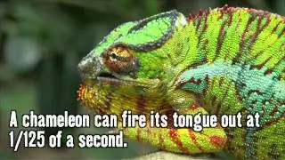 Strangest creatures on Earth? - Deadly 60