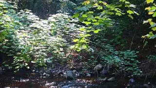 Relaxing Water Music - Flowing On