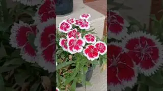 flower plants, #flowers #shorts #plants #shortvideo #organicflowers #viralvideo