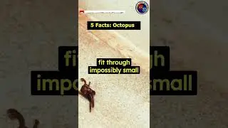 Incredible Octopuses: 5 Mind Expanding Tentacle Tales | FactzAndQuotesBD