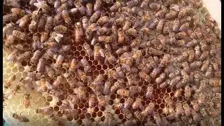 Nachschau Ligustica-Kunstschwarm