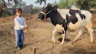 Cow vlog | Cow care | Chacha Bhatija 