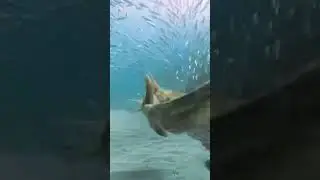 Shark in sea #aquatic #seaworld #animals #shark