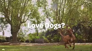 Brisbane Dog Lovers Festival 2024 TVC