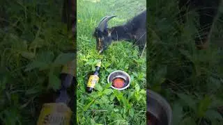 InvasErad buckling Victor drinks beer to speed recovery from illness