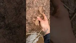 is this wild clay?