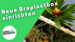 Neue Braplastbox einrichten f&uuml;r die Orthodera novaezealandiae (Neuseelandmantis)