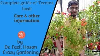 Tecoma bush care tips and other information | Orange trumpet bush | Complete guide Crazy Gardening