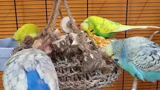 7 hours of budgie sounds for pet parakeets to make them happy