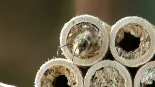 Mason bee emerging 2022