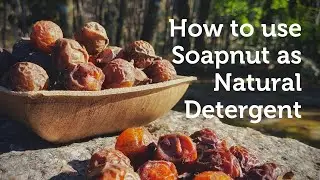 How to use Soapnut or Reetha as Natural Detergent, Shampoo, and Cleanser