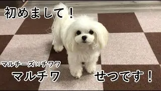 初めまして！マルチワのせつです！