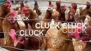 CLUCK | Free-Range Chickens at Oxted Flower Farm, Surrey | Peaceful Farm Life 🌿🌞🐔 | 3rd Perspective