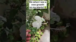 Mere Pyare पौधे🥰#garden #gardening #tree #ytshorts #shorts #funny #youtube #popular #gardenplants