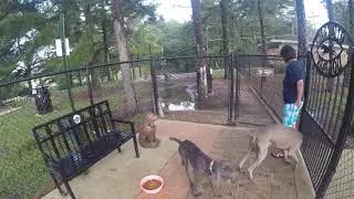 Weimaraner (Old Trace Dog Park)