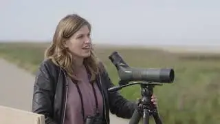 Maak van de Wadvogels geen stresskippen | Waddenherberg The Friezinn