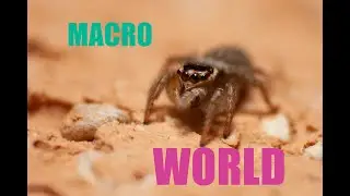 MACRO WORLD PHOTOGRAPHY   HD 1080p