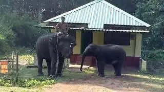 Joida Forest Elephants