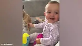 When your dog becomes the trusted nanny   Cute Moments Dog and Human