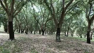 Cork Oak Forest (ACT)