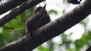 lanceolated monklet, Micromonacha lanceolata, Anchicaya birding, aves del choco