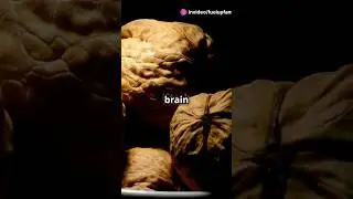 Top 5 Brain-Boosting Foods You Need in Your Diet 🧠✨