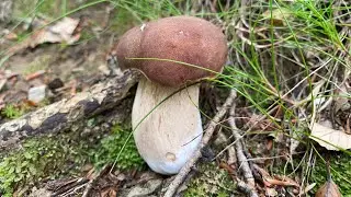Funghi porcini Liguria, piccoli e sani… in attesa del botto! Giugno 2024