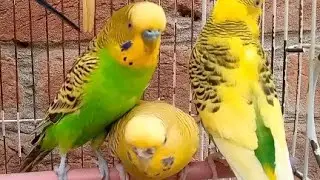 Australian beautiful bird's sounds 