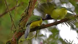 Inca Jay lesson at San Isidro Lodge | WILD ECUADOR ADVENTURES
