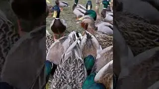 Feeding a Hungry Brood of Ducks || ViralHog