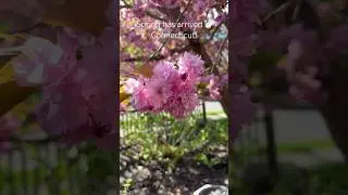 Spring has arrived in Connecticut! #spring #lawn #learnerslearning #cherryblossom