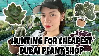 Cheap and Reasonable Dubai Plant Nursery Shop | Succulent, Cactus, Monstera in Dubai